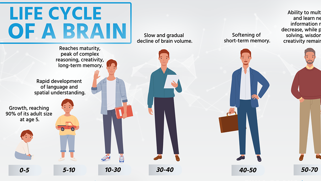 Life cycle of a brain
