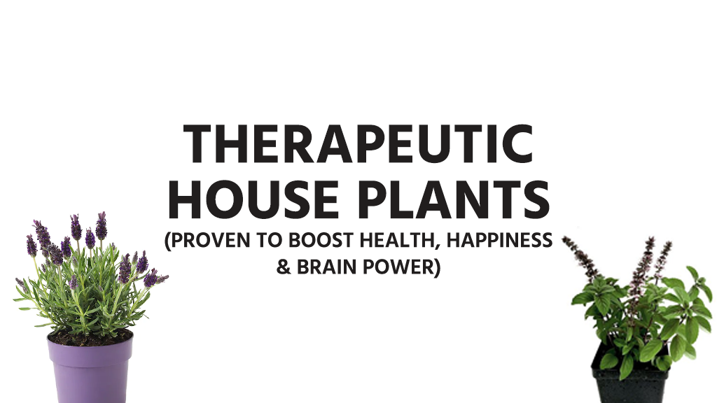 The Secret Benefits Of Houseplants